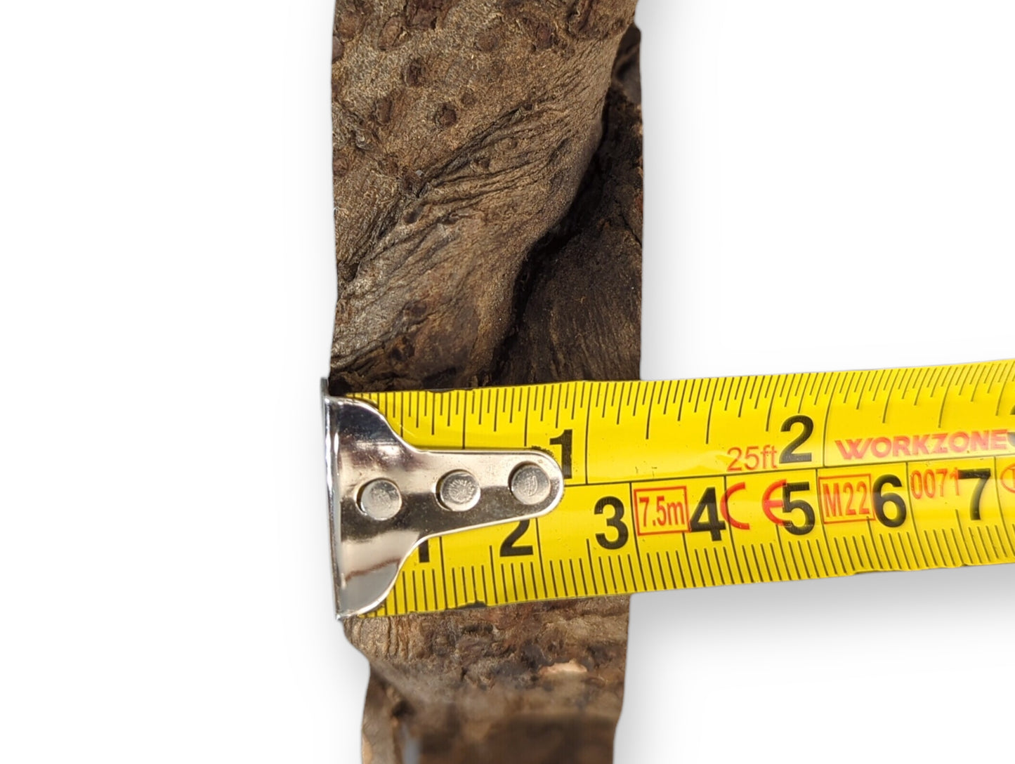 The rough, dark brown edge of an English walnut root wood slice measured by a yellow tape.