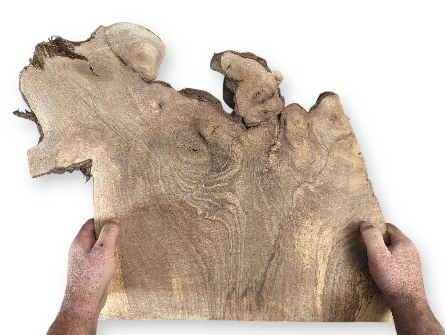 Hands present an irregularly shaped English walnut root wood slice, showcasing intricate grain and live edges.