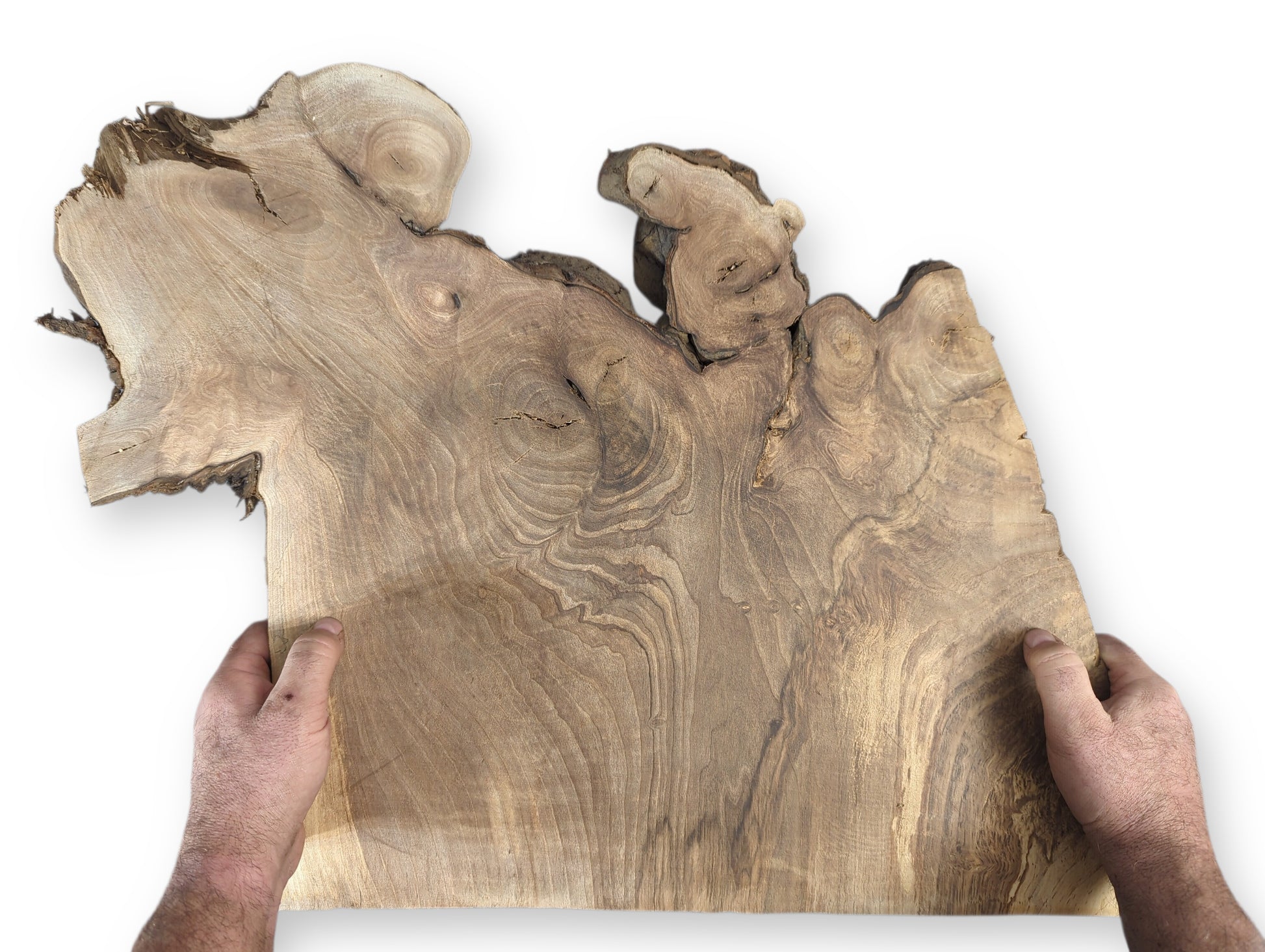 Hands present an irregularly shaped English walnut root wood slice, showcasing intricate grain and live edges.