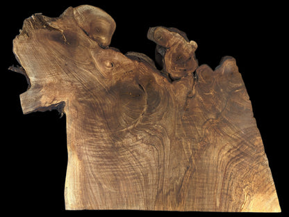 Irregularly shaped dark brown English walnut root wood slice, showcasing complex grain patterns and natural live edges.