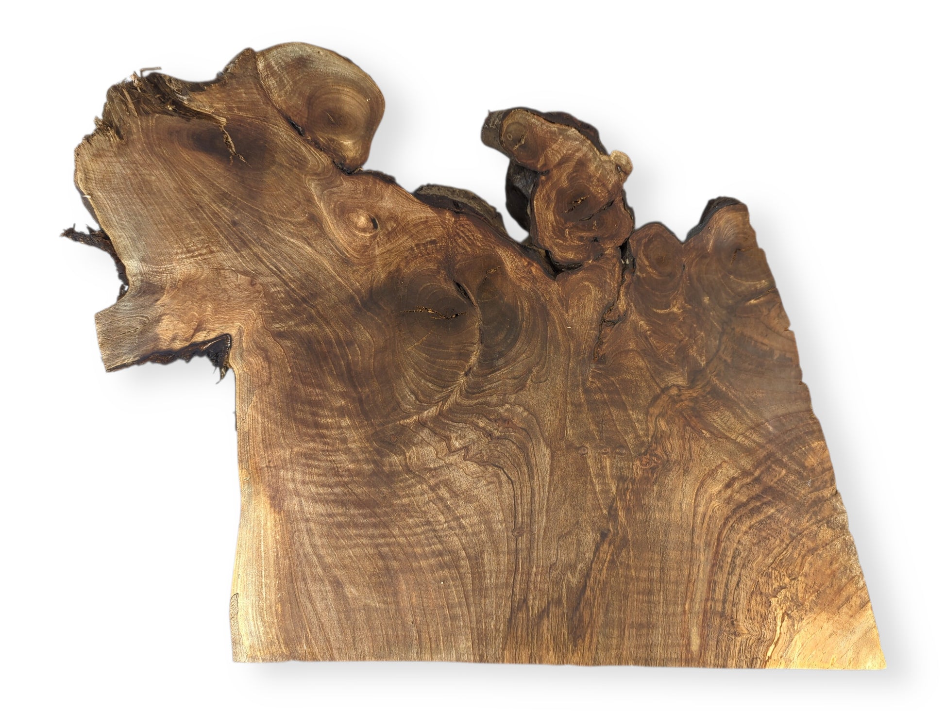 Organic English walnut root wood slice featuring varied brown tones, prominent live edges, and intricate swirling grain.