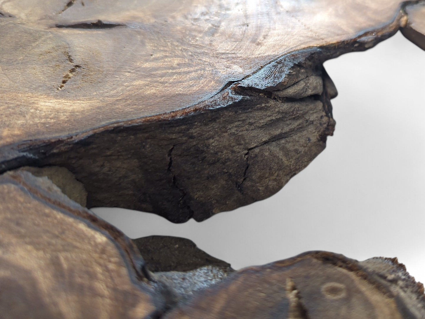 Close-up of a dark brown English walnut root wood slice, showing rough live edges and natural cracks.