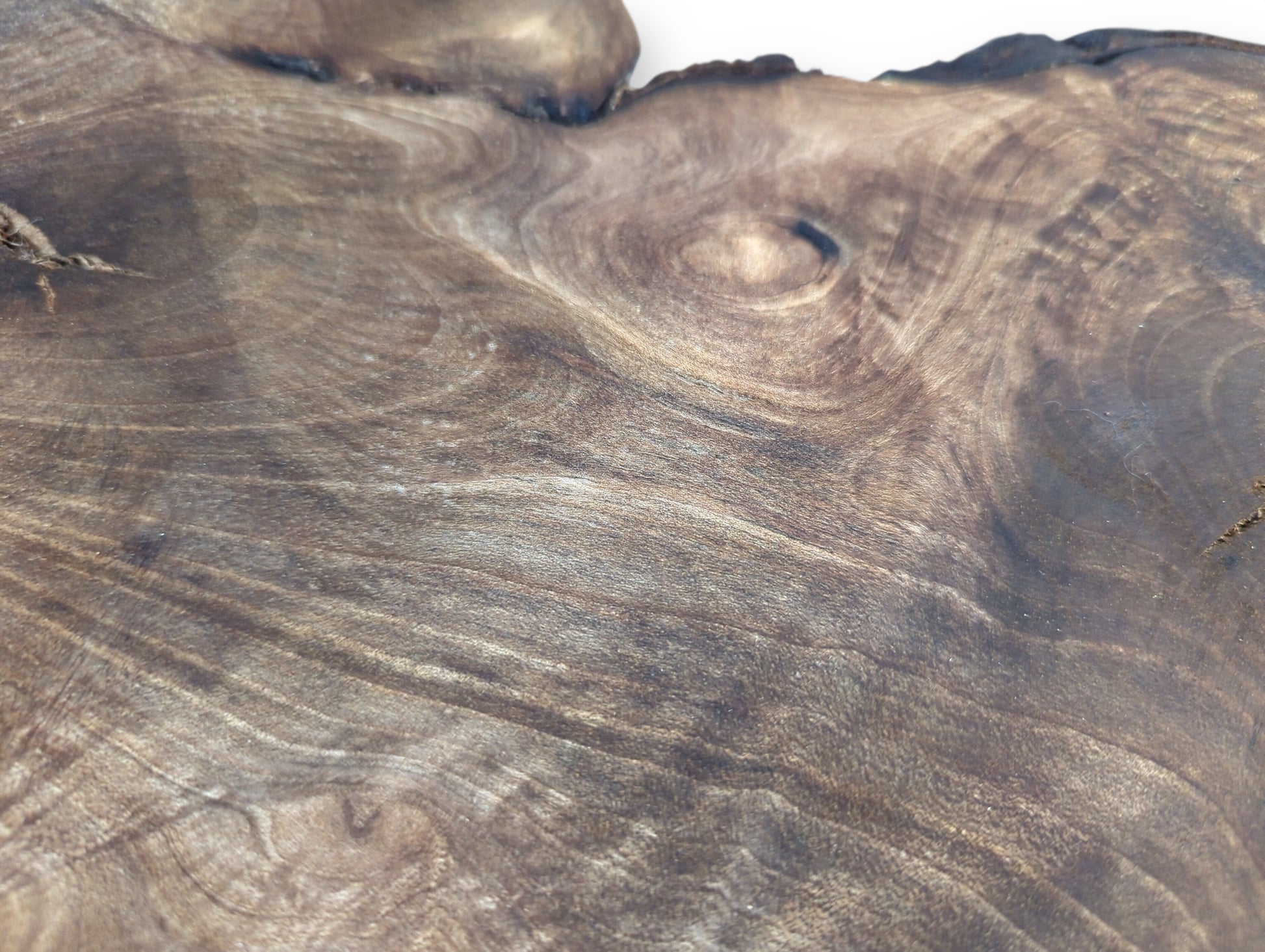 Smooth dark brown English walnut root wood slice surface, exhibiting intricate swirling grain patterns and lighter areas.