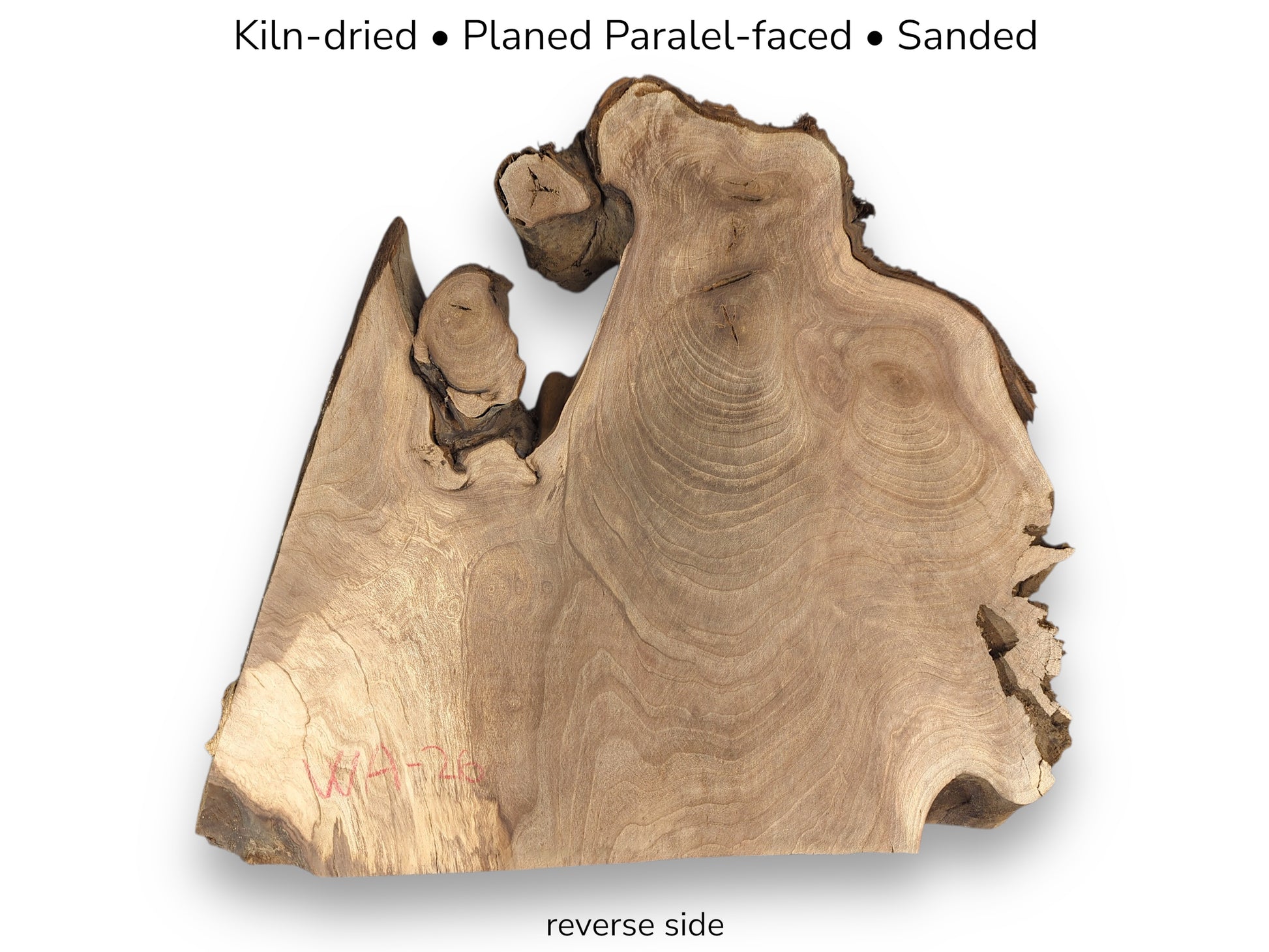 Light brown walnut root slice exhibiting swirling grain, rough edges, and text indicating reverse side.