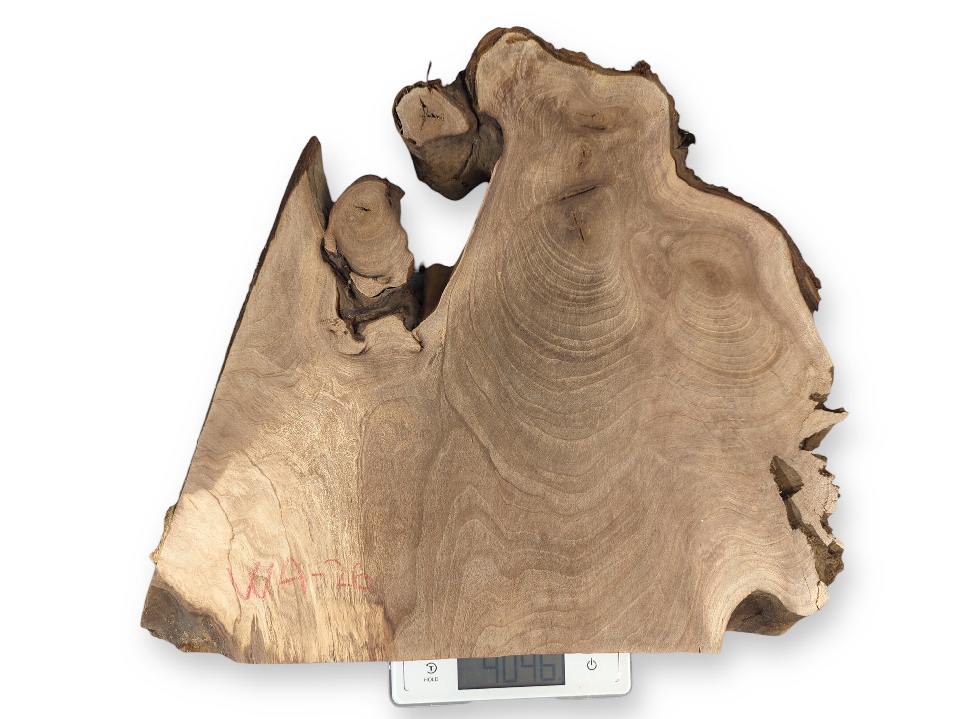 Irregular light brown English walnut root wood slice with 'WA4-20' mark, on a scale displaying 4046.