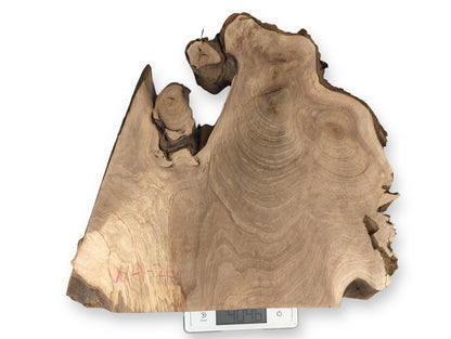 Irregular light brown English walnut root wood slice with 'WA4-20' mark, on a scale displaying 4046.