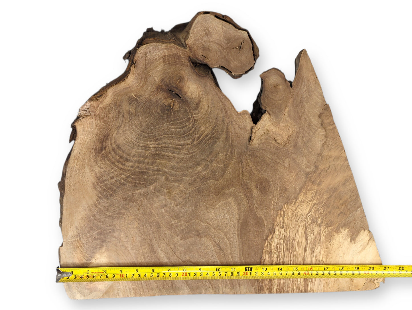 Rough-edged, light brown English walnut root wood slice with swirled grain patterns and a yellow tape measure.