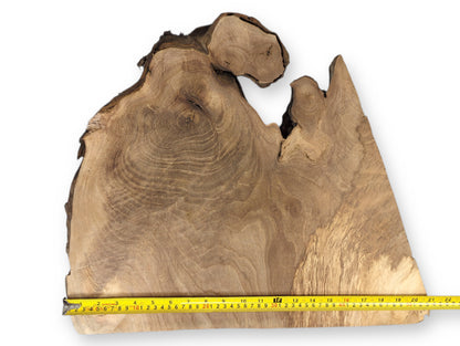 Rough-edged, light brown English walnut root wood slice with swirled grain patterns and a yellow tape measure.