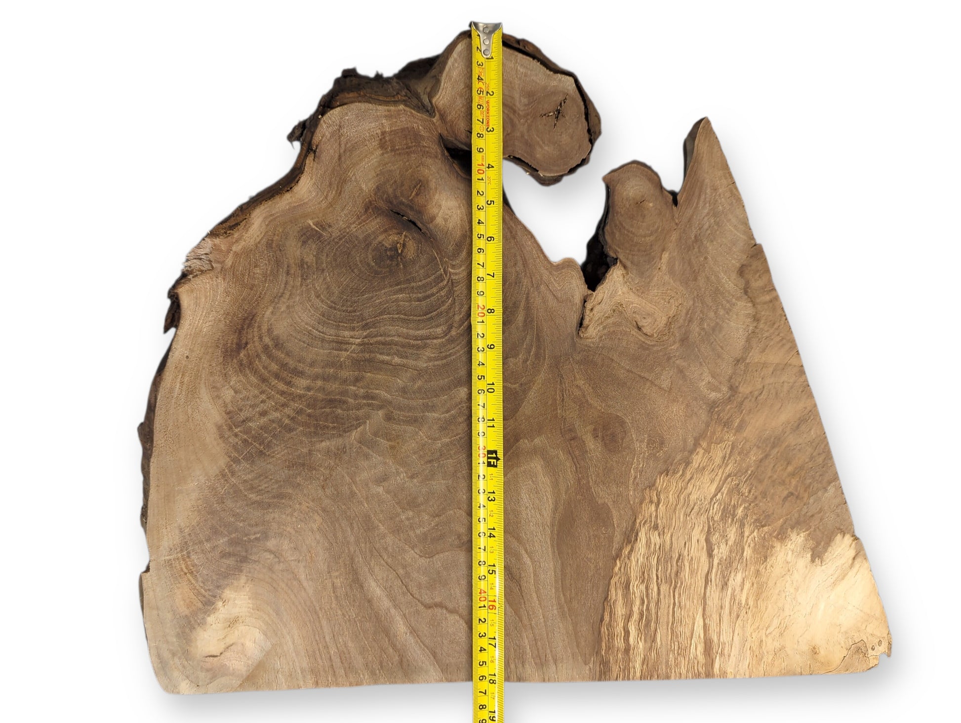 Walnut root wood slice, dark brown, featuring irregular live edges, swirled grain, and a yellow measuring tape.