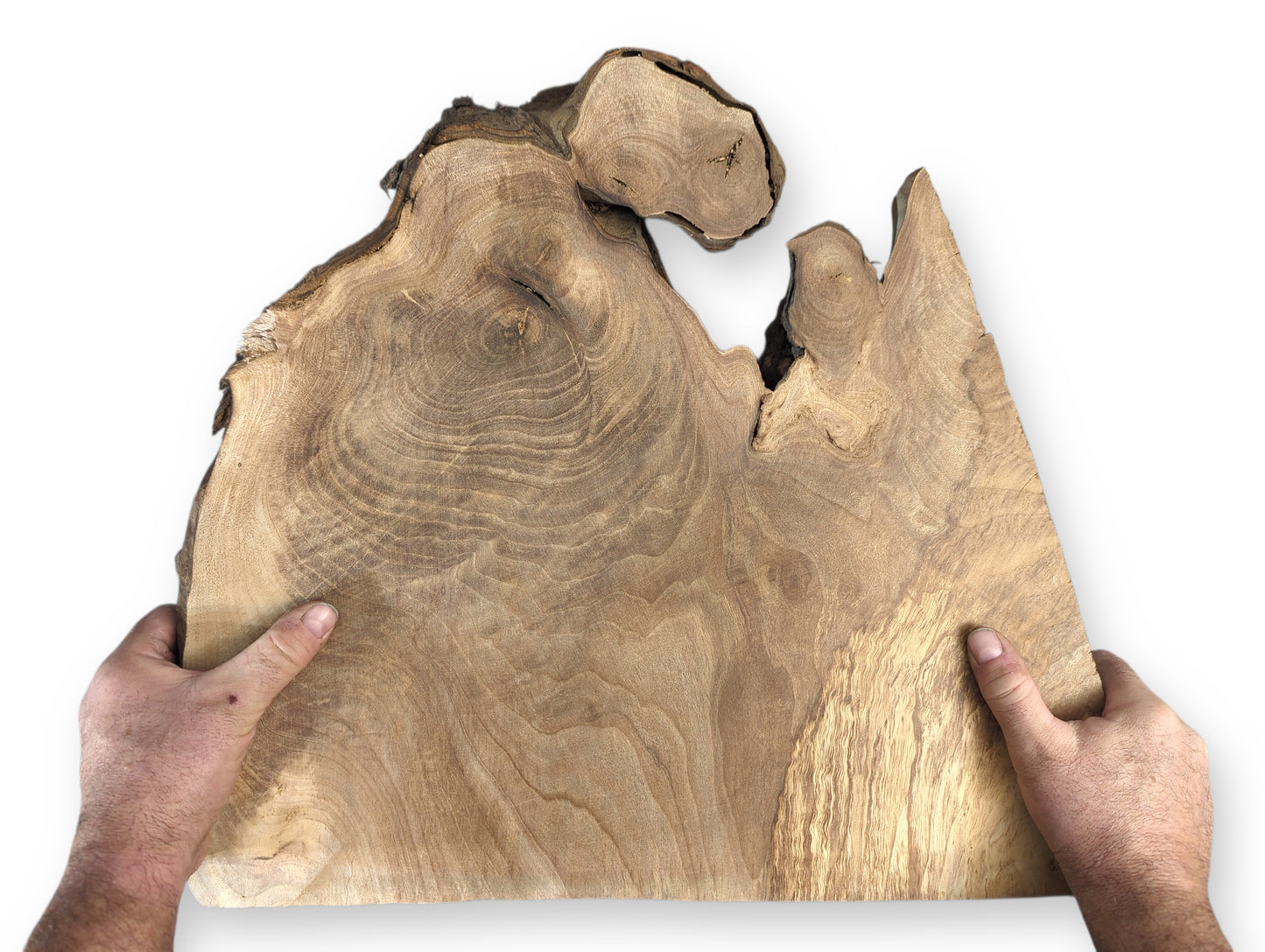 Irregularly shaped live edge walnut wood slice, light brown, showing swirling grain, held by hands.