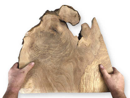 Irregularly shaped live edge walnut wood slice, light brown, showing swirling grain, held by hands.