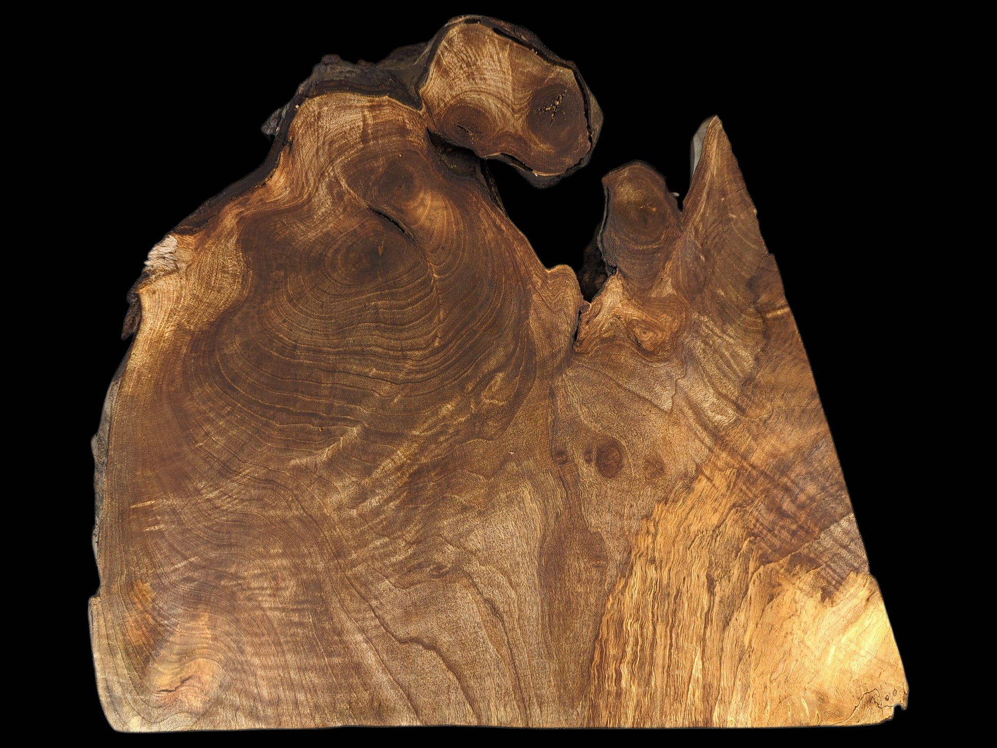 An irregularly shaped live edge English walnut root wood slice, with rich, swirling grain.
