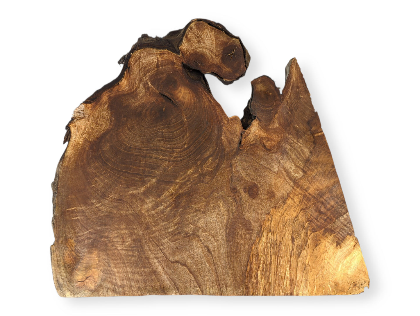 Smooth, irregular English walnut root wood slice with dark live edges and intricate swirling brown grain patterns.