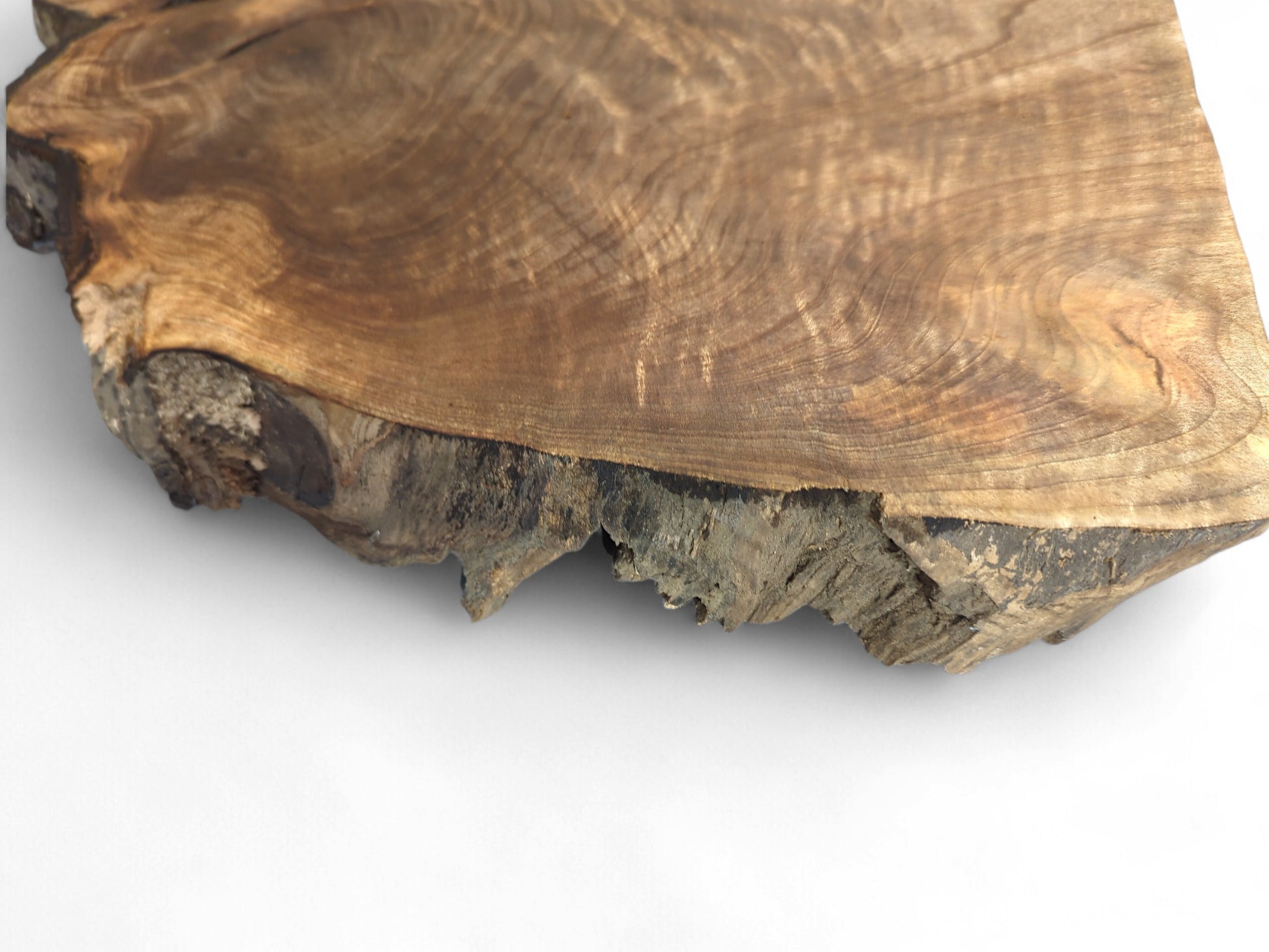 Close-up of an English walnut root wood slice, with visible swirling grain and a textured live edge.