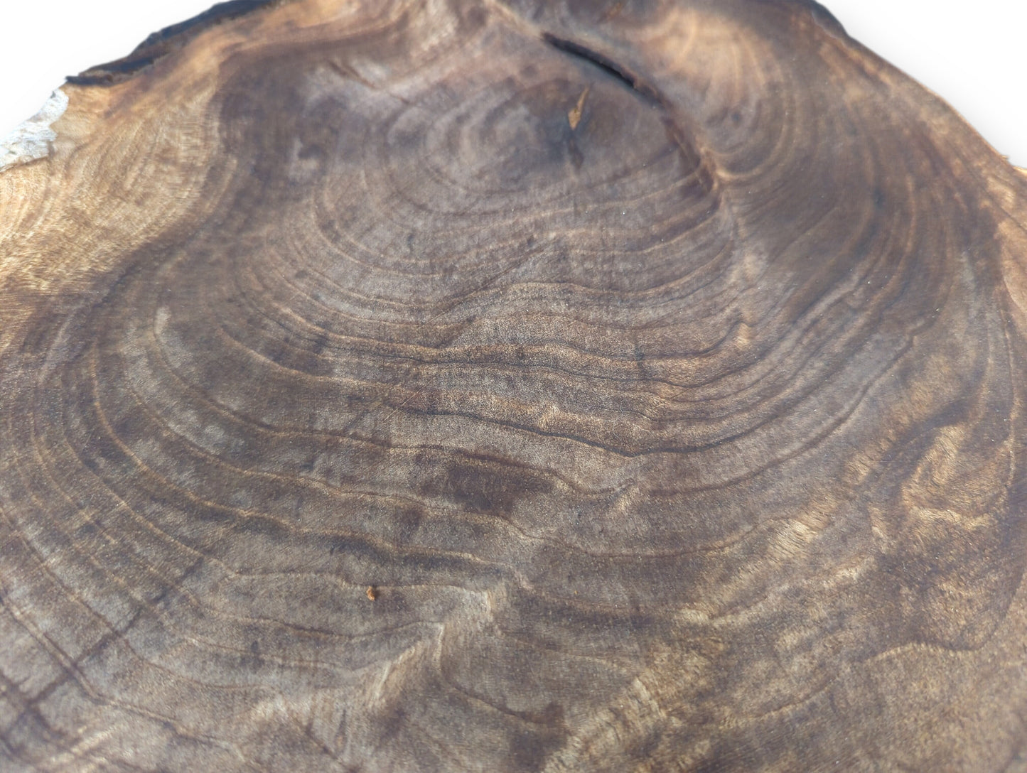 English walnut root wood slice, dark brown, showcasing intricate, wavy grain patterns and a live edge.