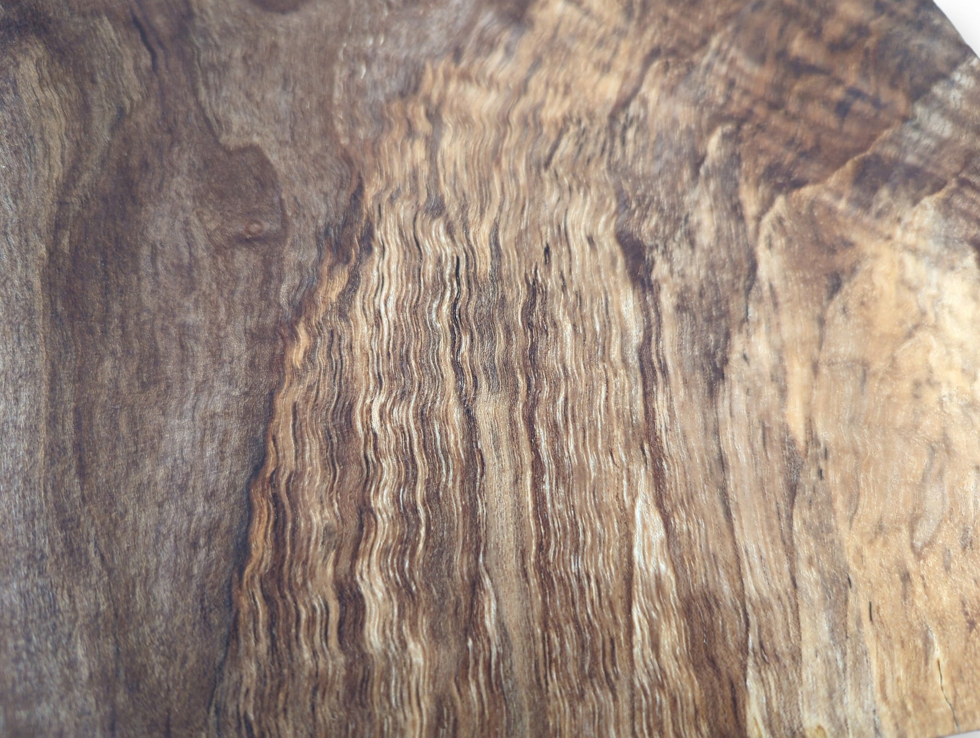 Surface of English walnut root wood, displaying rich dark brown color and intricate wavy grain.