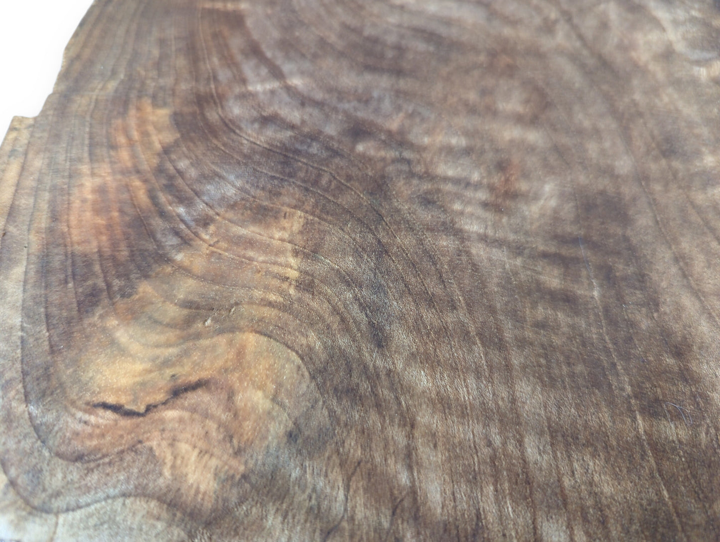 A dark brown English walnut root wood slice, showcasing intricate, swirling grain patterns and subtle variations.