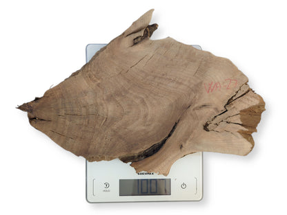 Walnut root wood slice, light brown, with cracks and red 'WA-27' on a digital scale showing 100.
