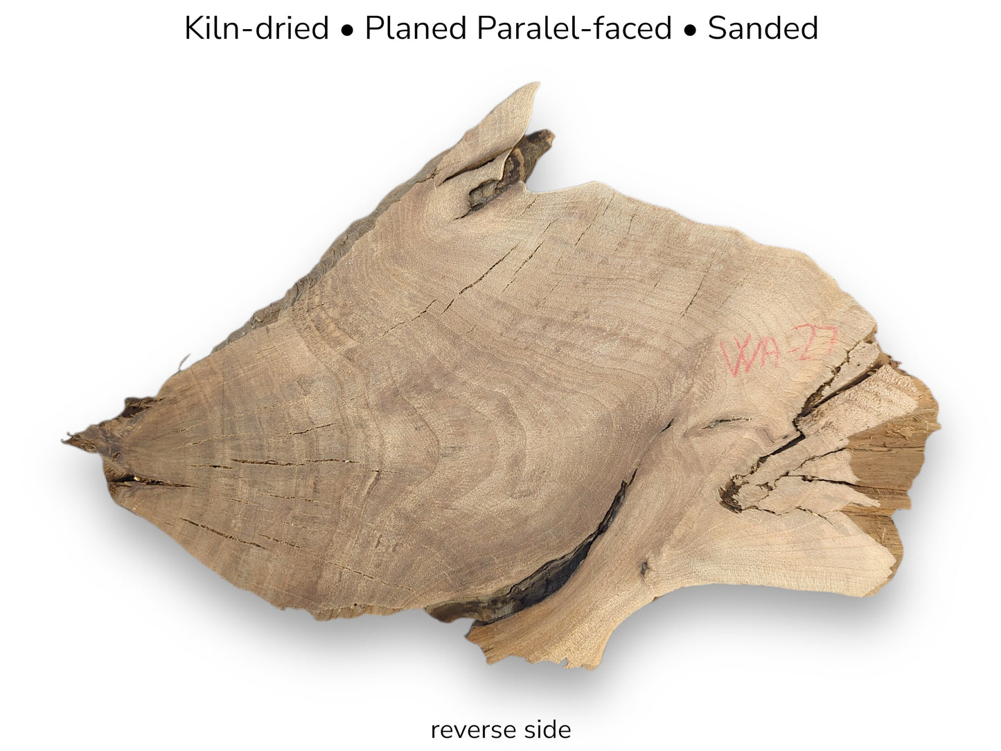 An irregular, light brown English walnut root wood slice, reverse side, with processing details noted.