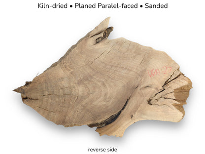 An irregular, light brown English walnut root wood slice, reverse side, with processing details noted.