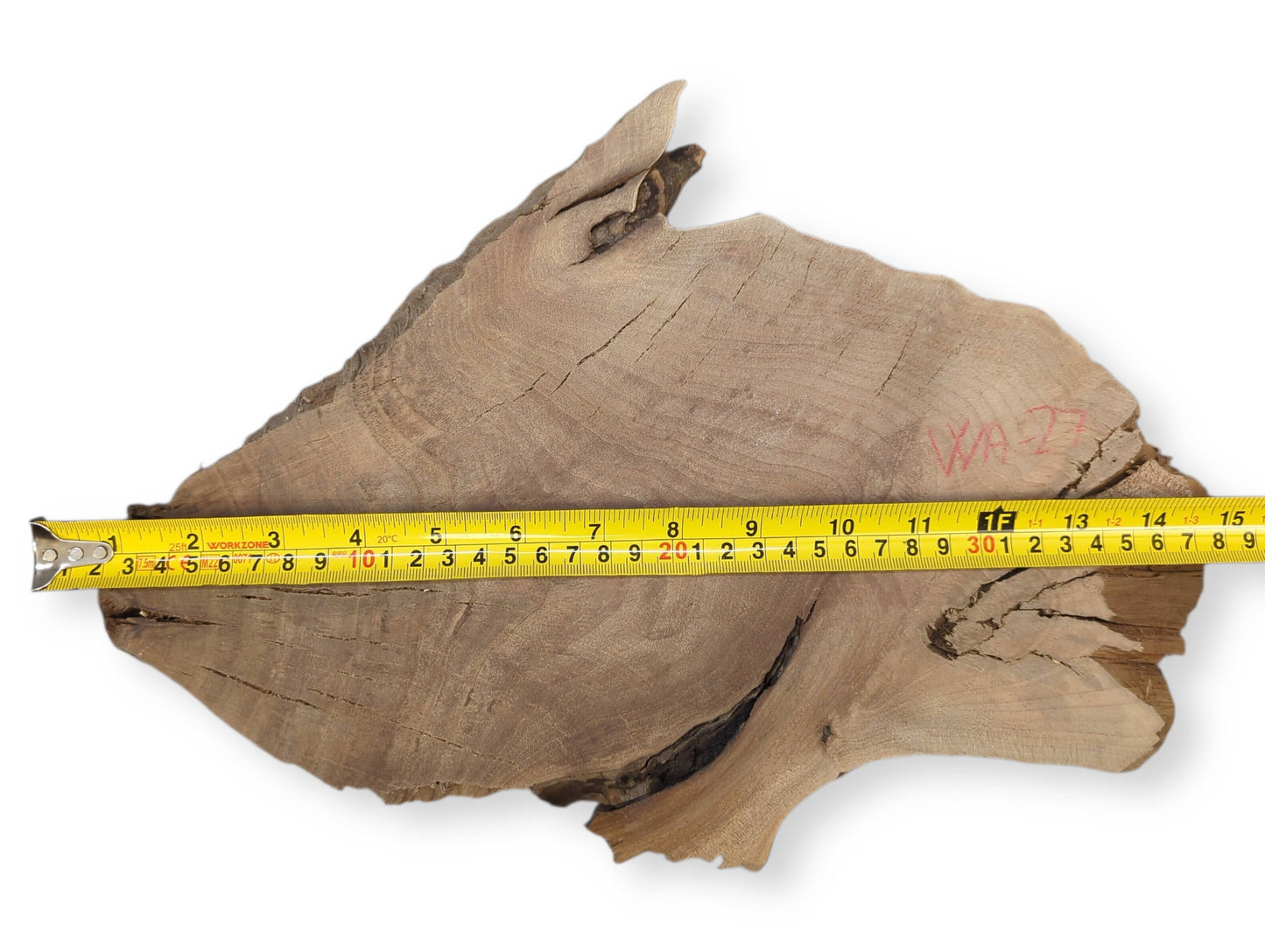 Light brown walnut root wood slice, measured by a yellow tape, displays wavy grain and visible cracks.