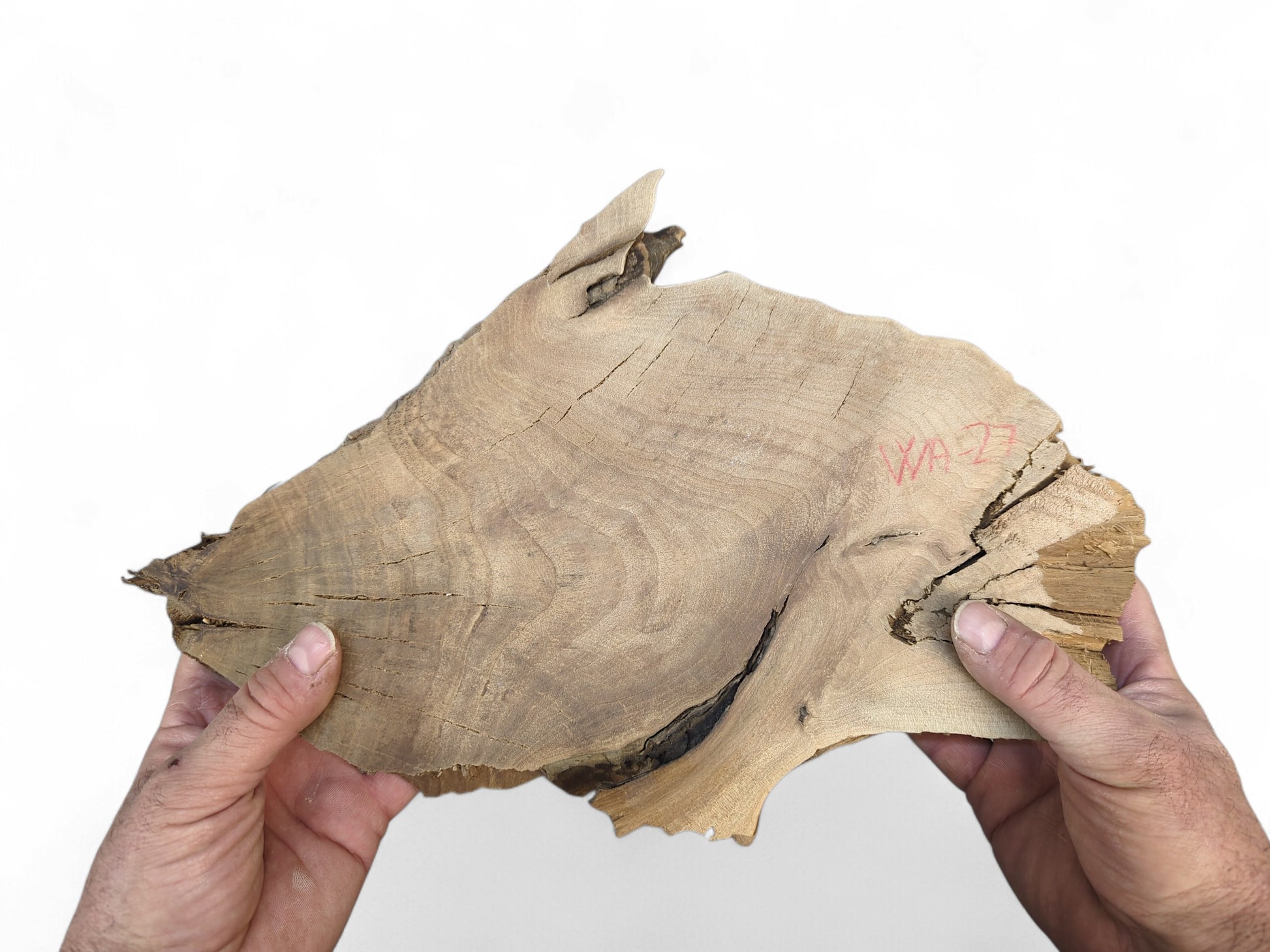 Two hands hold an irregular English walnut wood slice with natural edges, visible grain, cracks, and 'WA-27' in red.