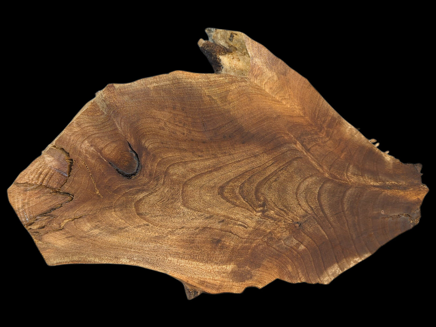 This irregular English walnut root wood slice features prominent wavy grain, rich brown colors, and organic live edges.