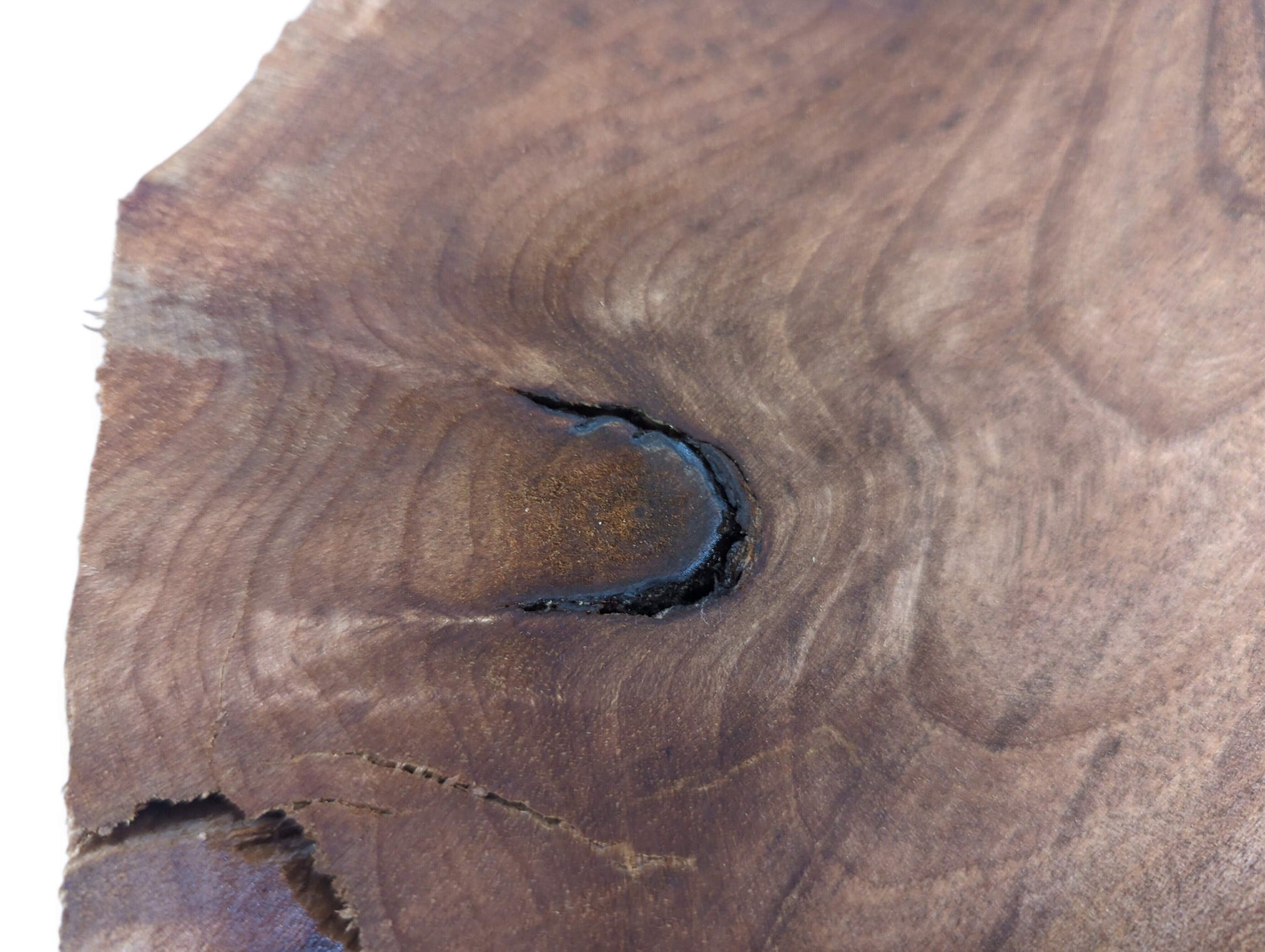 Close-up of a dark brown English walnut root wood slice, showing wavy grain, a knot, and cracks.