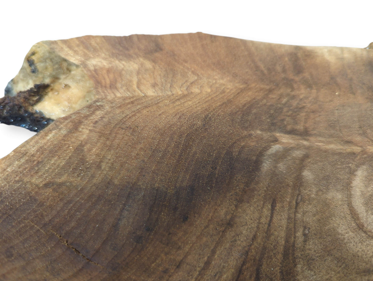 Detailed view of a brown English walnut root wood slice, showing wavy grain, rough edge, and cracks.