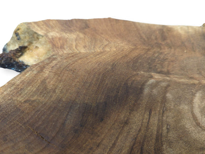 Detailed view of a brown English walnut root wood slice, showing wavy grain, rough edge, and cracks.