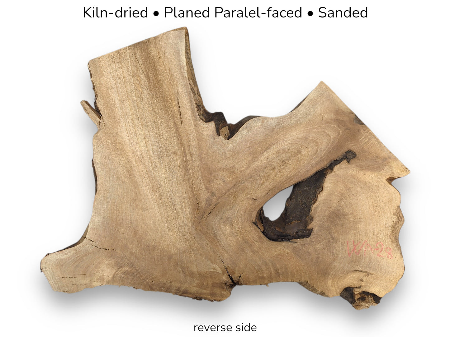 Image with text: Reverse side of a walnut root wood slice, featuring a large hole and processing details.
