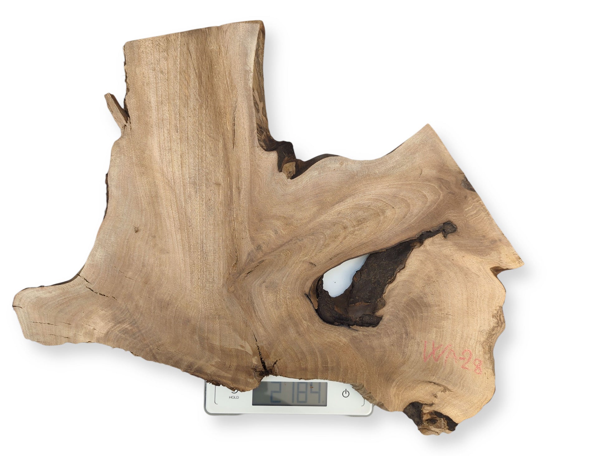 Organically shaped light brown wood slice shows grain, natural void, fissures, scale 2.184, marked WA-28.