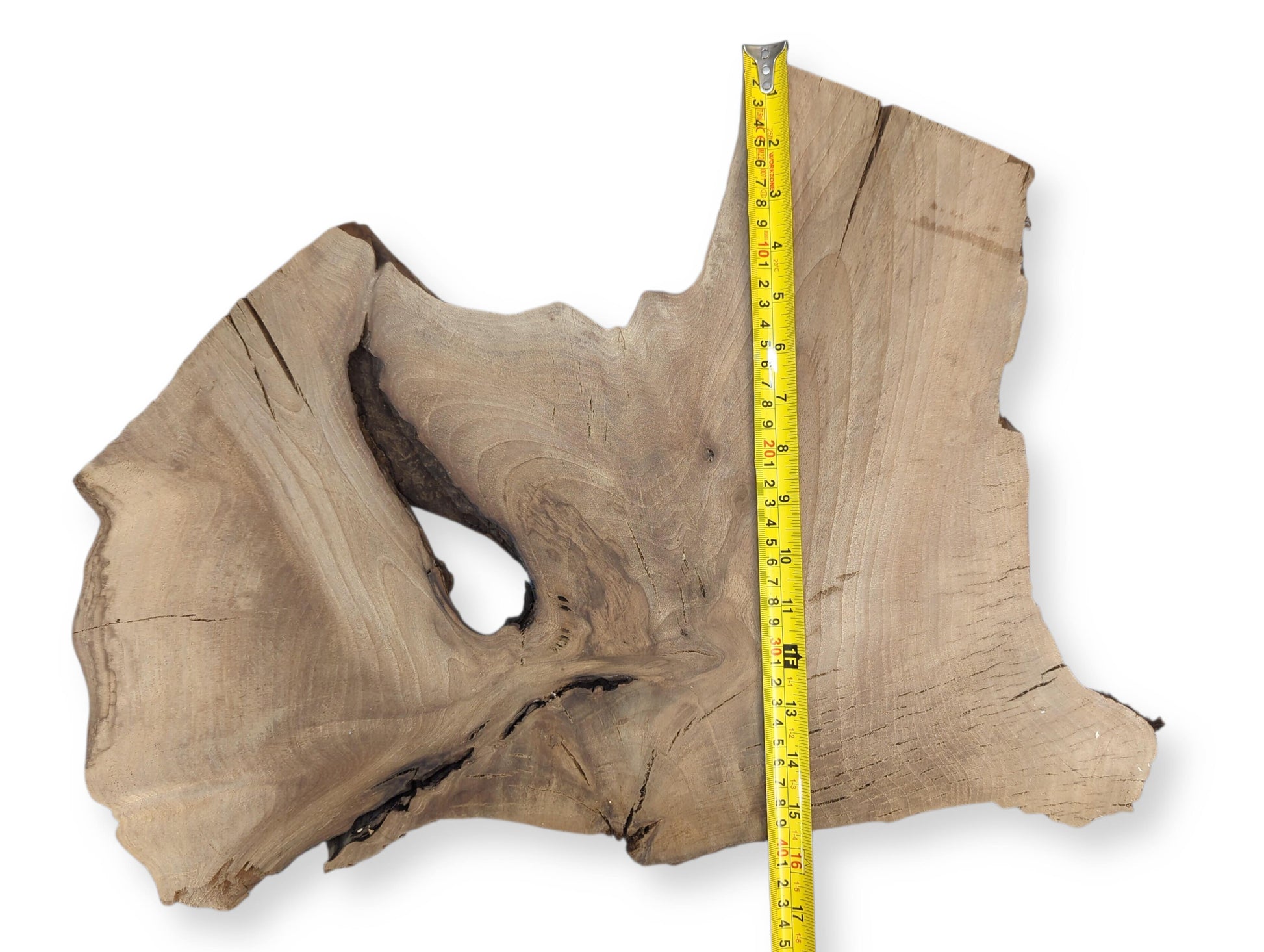 Irregularly shaped, light brown wood slice with grain, natural fissures, a large void, and yellow measuring tape.