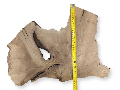 Irregularly shaped, light brown wood slice with grain, natural fissures, a large void, and yellow measuring tape.