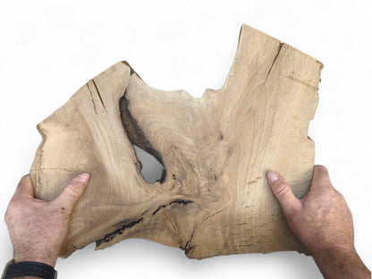 Hands present an irregular light brown walnut root wood slice with a large natural void and visible grain.