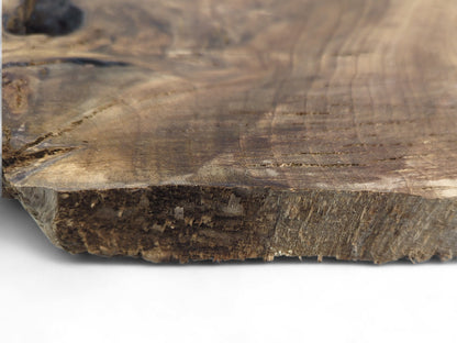 Detailed view of a dark brown walnut wood slice's rough live edge and visible top surface grain.