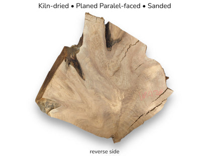 Reverse view of light brown walnut root slice with red markings, cracks, and text listing specifications.