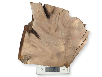 A light brown walnut wood slice, with wavy grain, cracks, and red "W1R36", weighing 1796 grams.