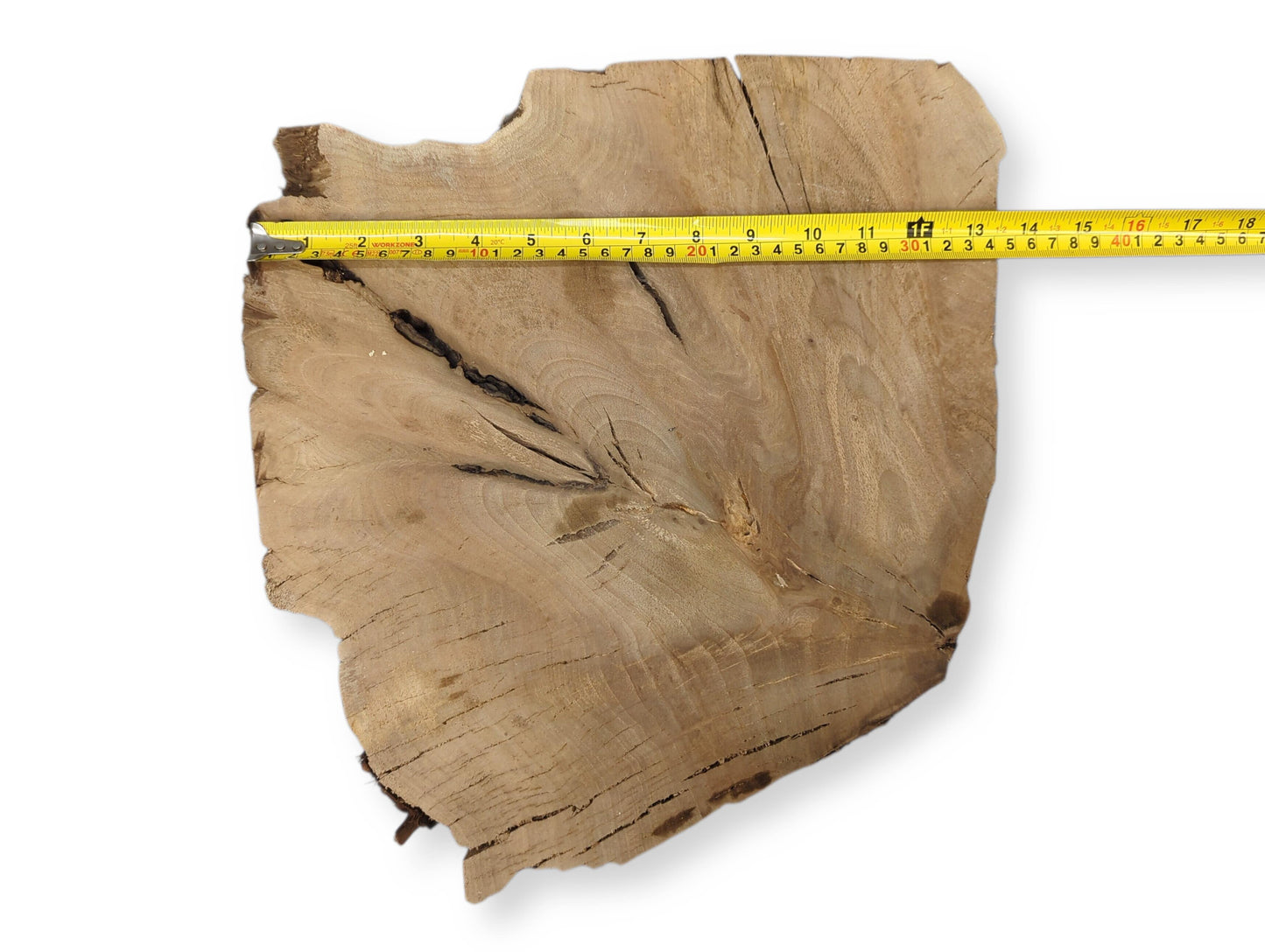 Irregular light brown walnut wood slice showing visible grain, deep cracks, with a yellow measuring tape indicating length.