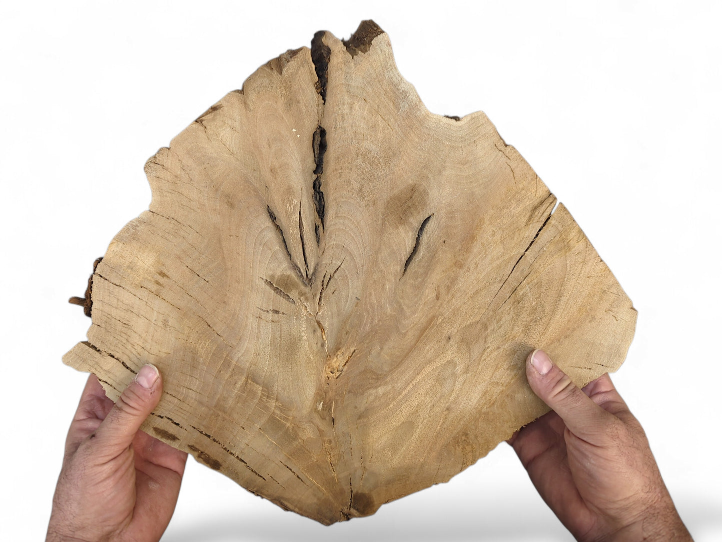 View of hands holding an irregularly shaped, light brown English walnut root wood slice with dark cracks.