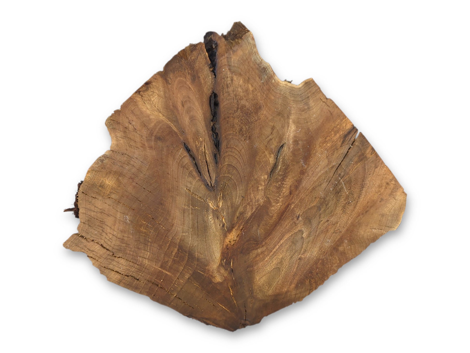 Medium brown, irregular walnut wood slice displays prominent wavy grain patterns and several deep central cracks.
