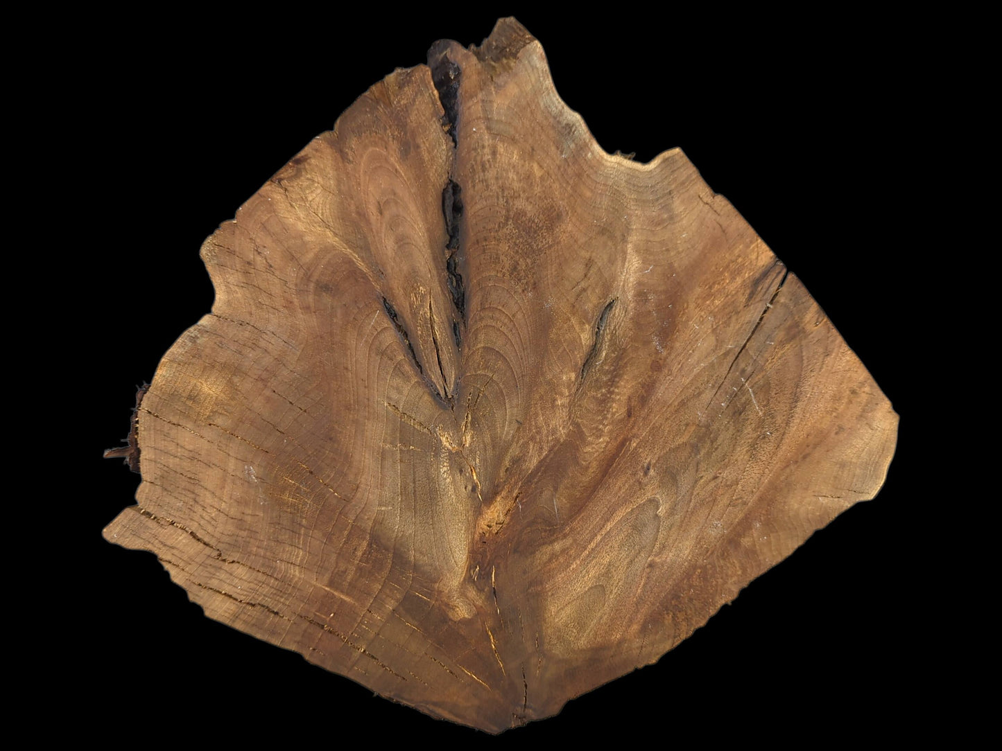 An irregular, medium brown English walnut root wood slice, with visible growth rings and dark vertical cracks.