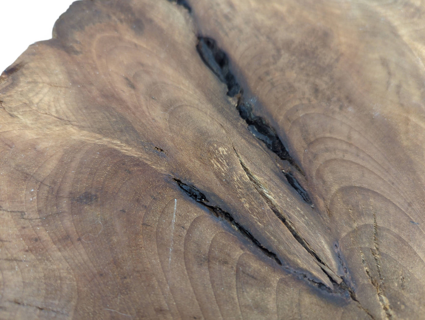Close-up of a brown wood slice showing prominent annual growth rings and several deep, dark cracks.