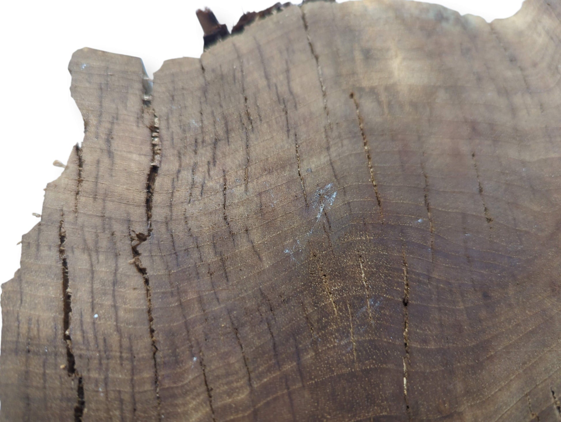 Dark brown walnut wood surface, showing fine grain, distinct concentric lines, and several wide vertical fissures.