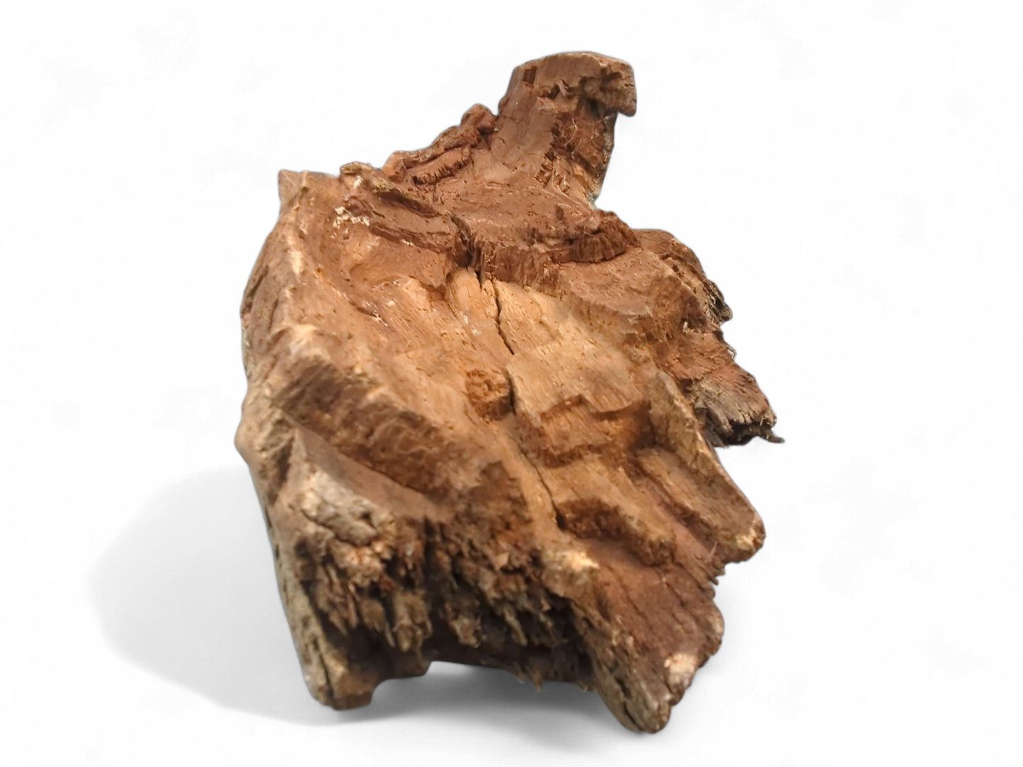 Aged wood fragment displaying rough reddish-brown bark, exposed lighter wood grain, and natural surface cracks.
