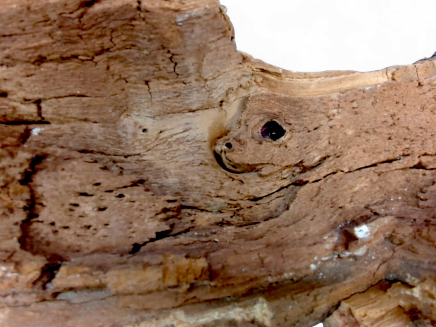 Textured reddish-brown wood fragment shows deep cracks, small holes, and a prominent dark knot-like opening.