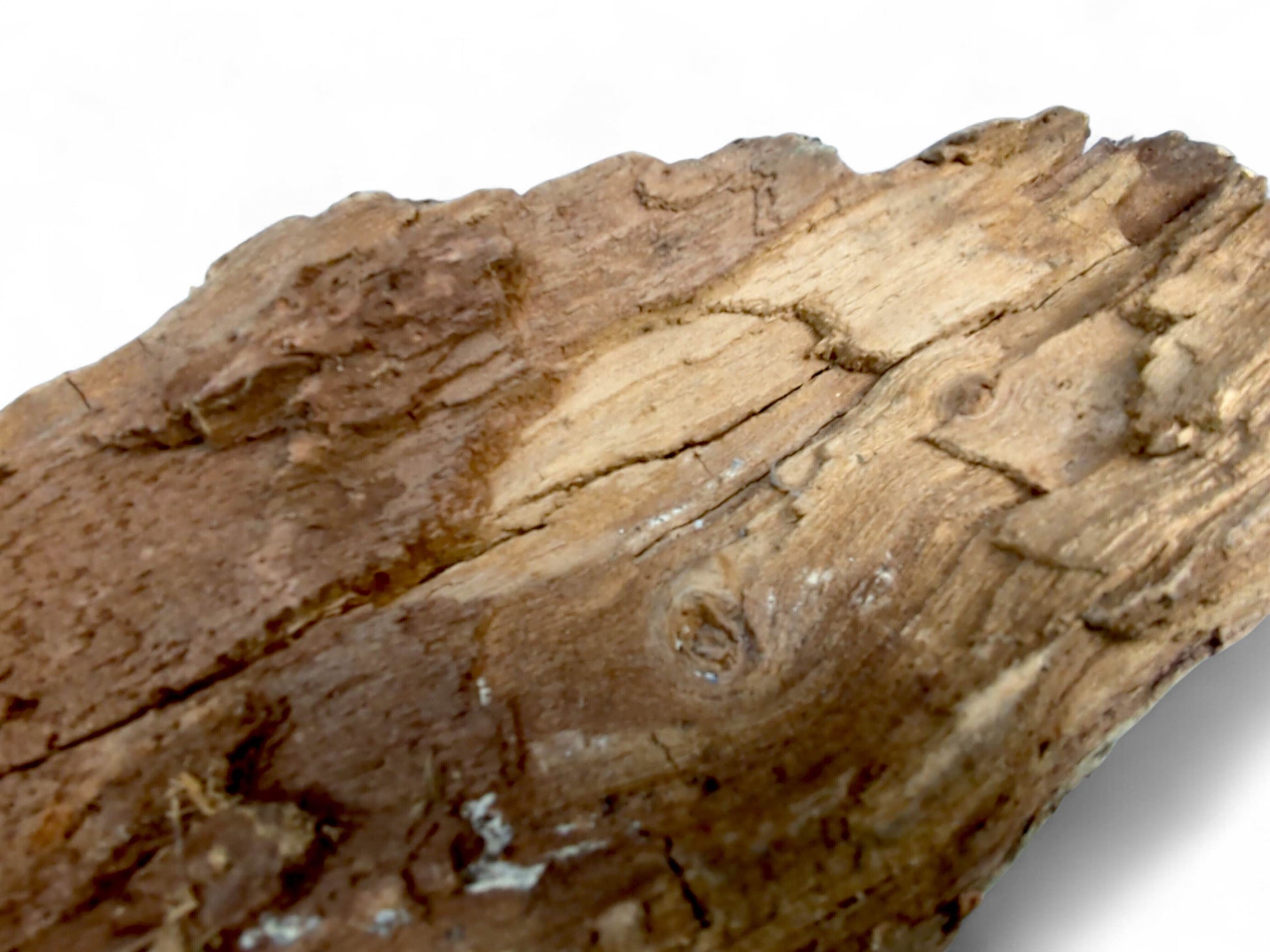 Wood fragment, showing reddish-brown bark, lighter grain, numerous surface cracks, and a dark circular knot.
