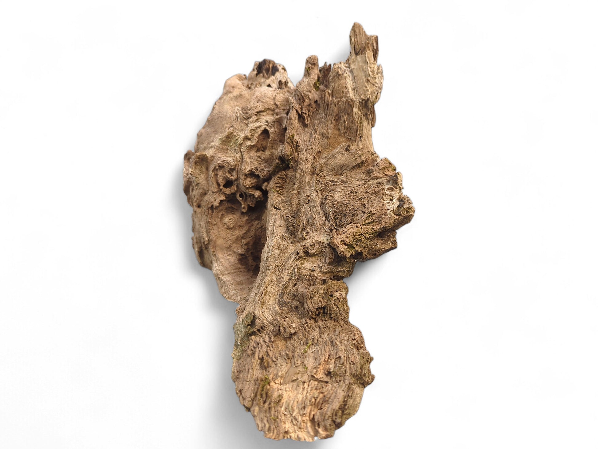 Irregularly shaped, weathered burl wood fragment with a rough, gnarled texture and natural brown coloration.