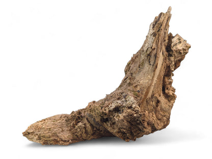 A curved, irregular brown burl wood fragment displays a deeply weathered, gnarled and rough texture.