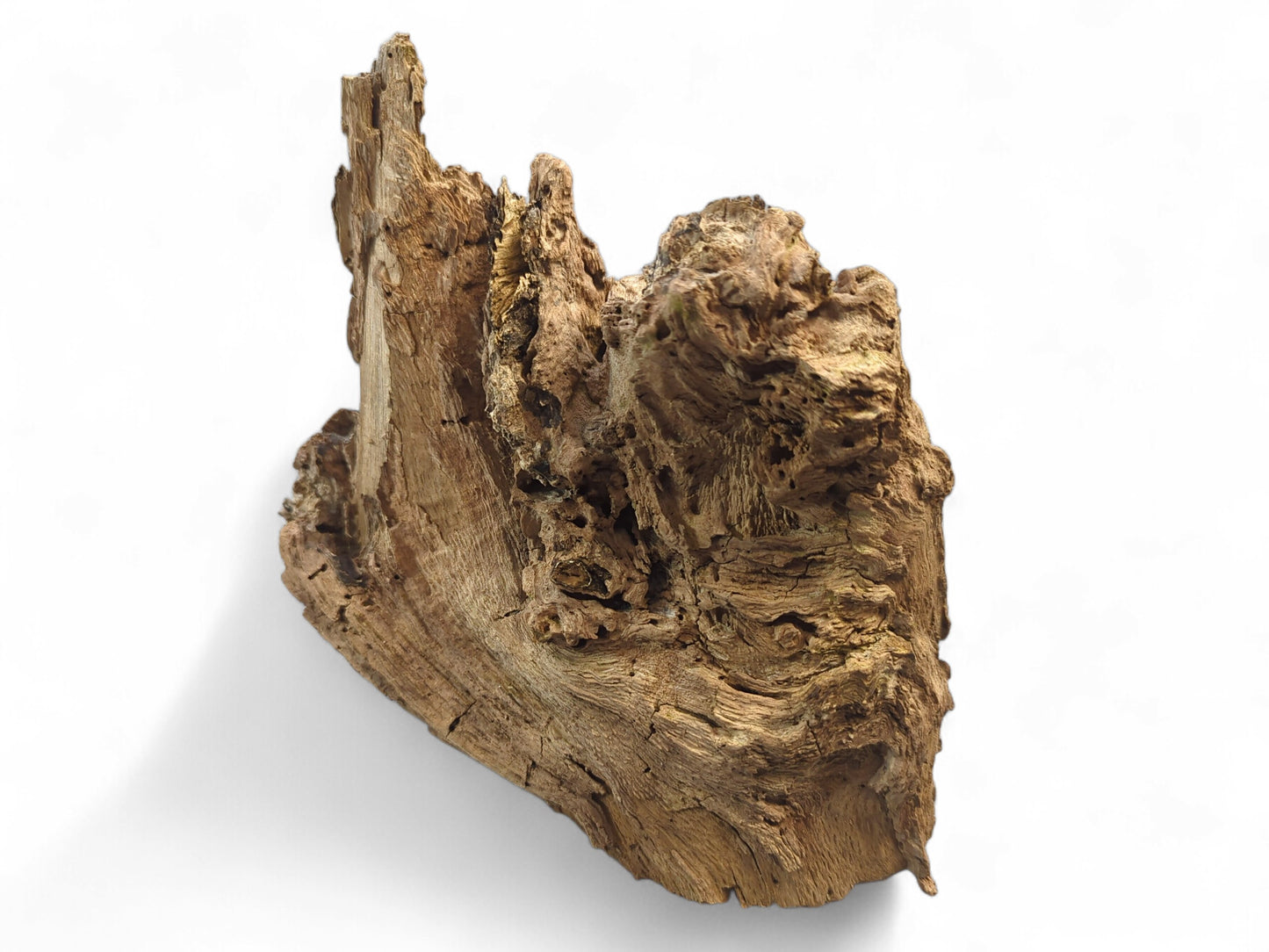 Organic-shaped light brown burl wood fragment showing a deeply weathered, rough, gnarled texture with crevices.